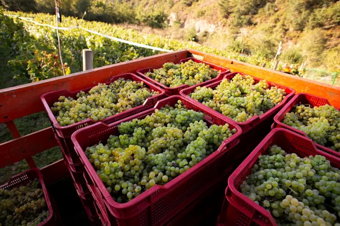 Frische Albarin-Trauben Ernte 2025