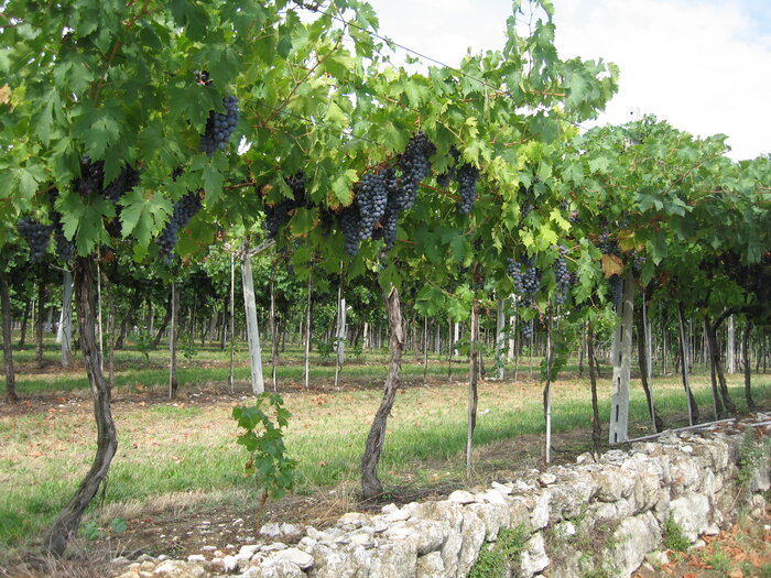 Terre di Leone